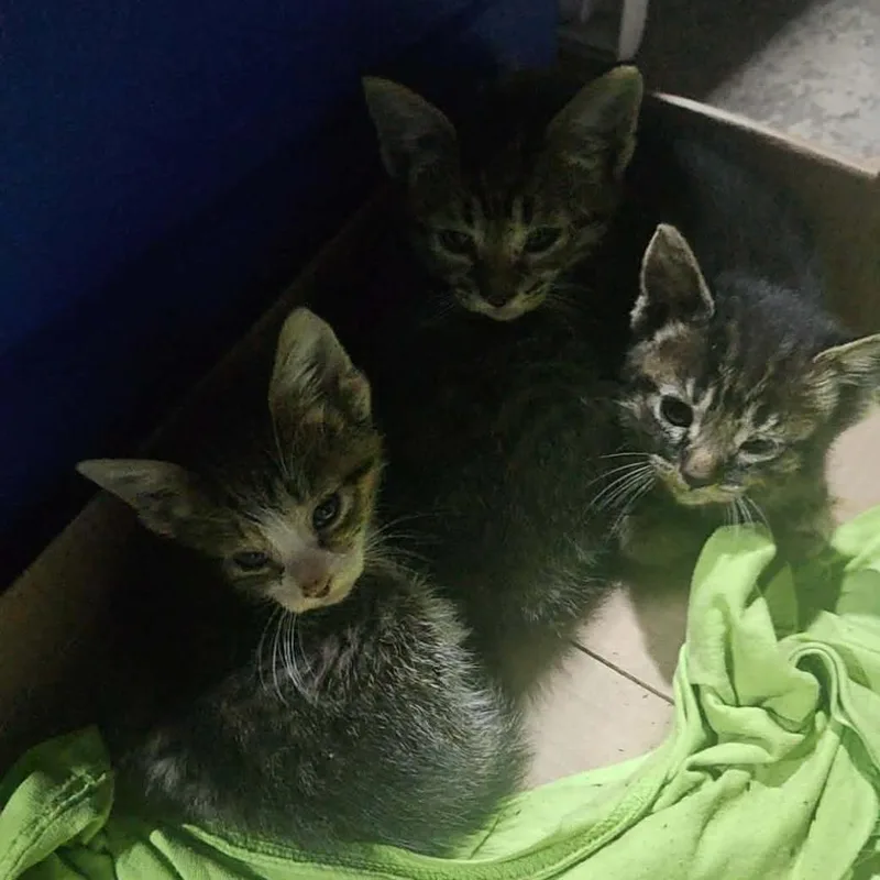 A baby small-sized male Brown / Chocolate Domestic Short Hair cat named Rocky for adoption in Monroe, MI