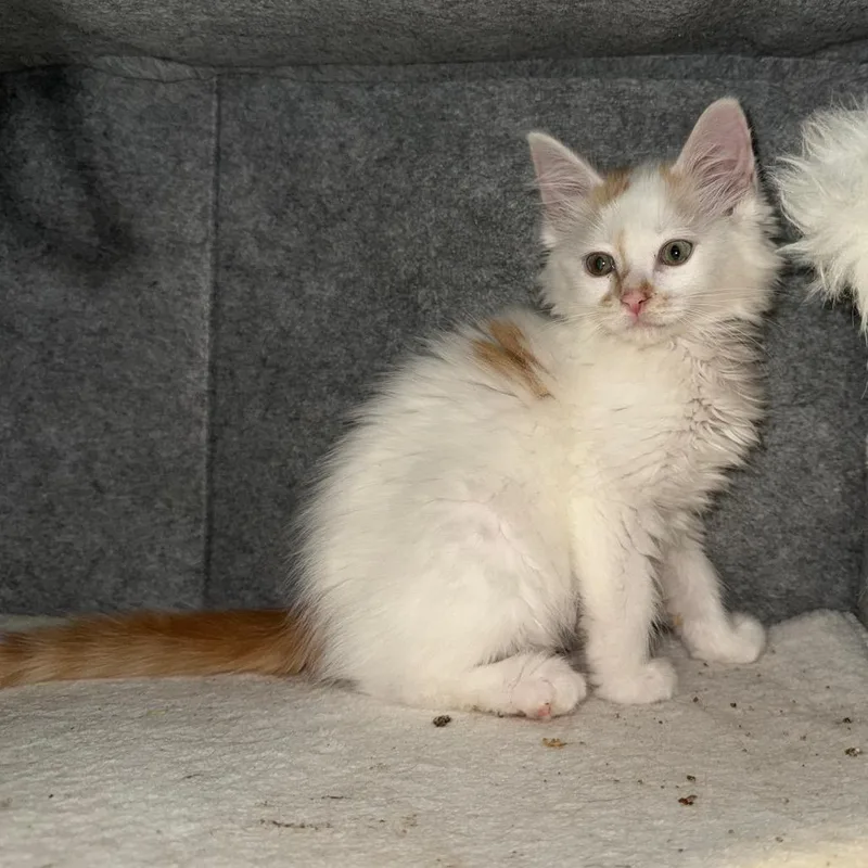 A baby small-sized male Orange / Red Domestic Long Hair cat named Anarchy for adoption in Kansas City, MO
