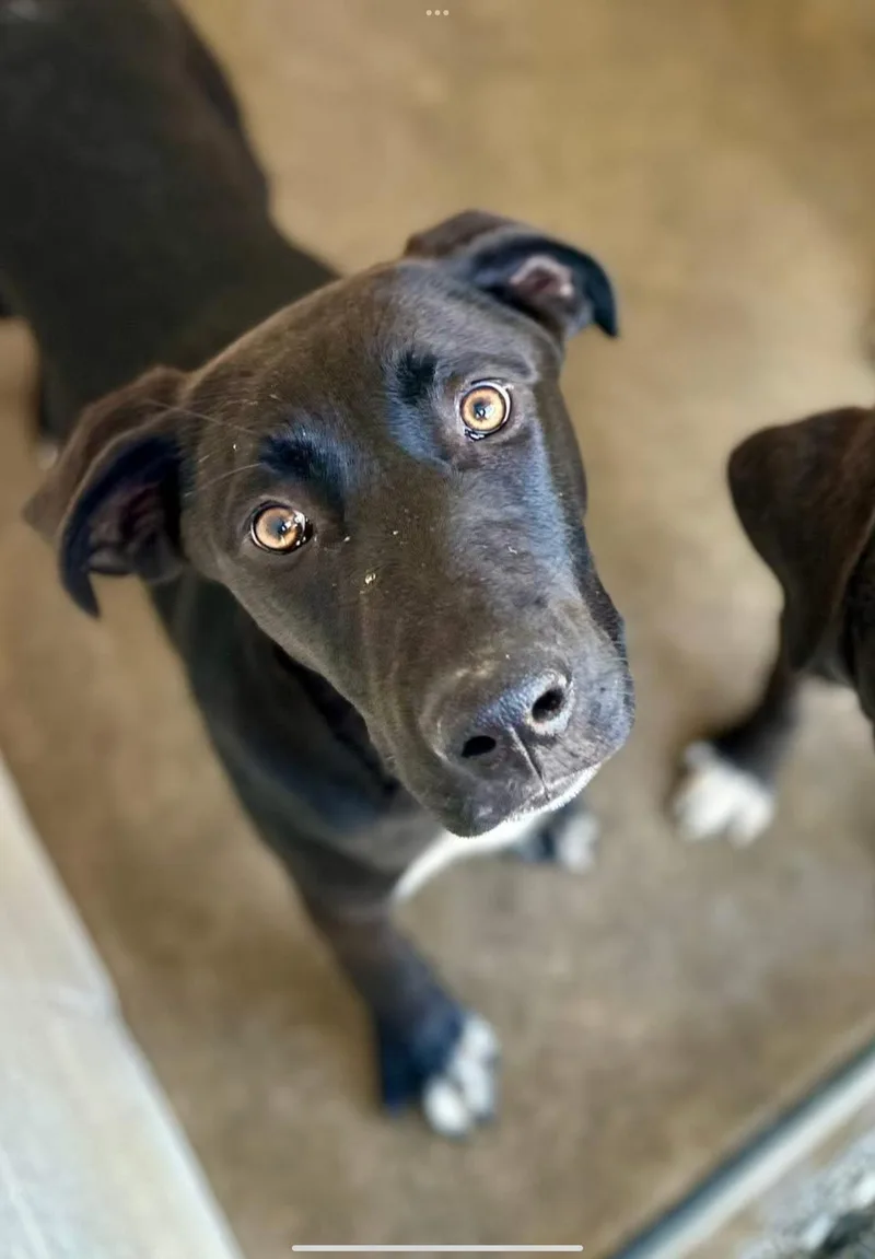 A young medium-sized female Black Labrador Retriever dog named Allie for adoption in Sherman, TX