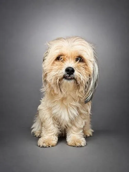 An adult small-sized female Havanese dog named Twinkle for adoption in Bowling Green, KY
