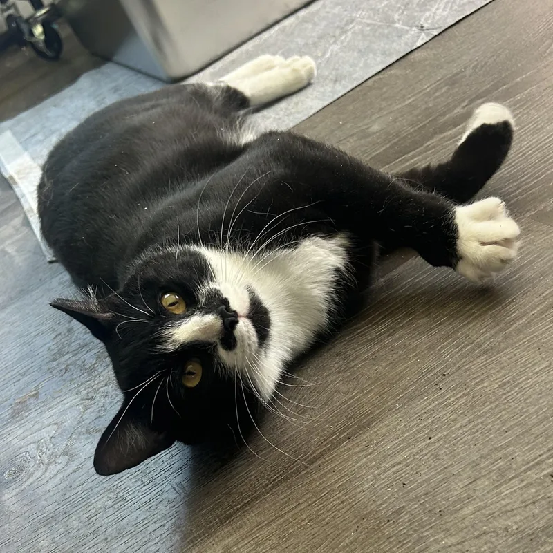 An adult large-sized male Black & White / Tuxedo Domestic Short Hair cat named Klondike for adoption in Bellmawr, NJ