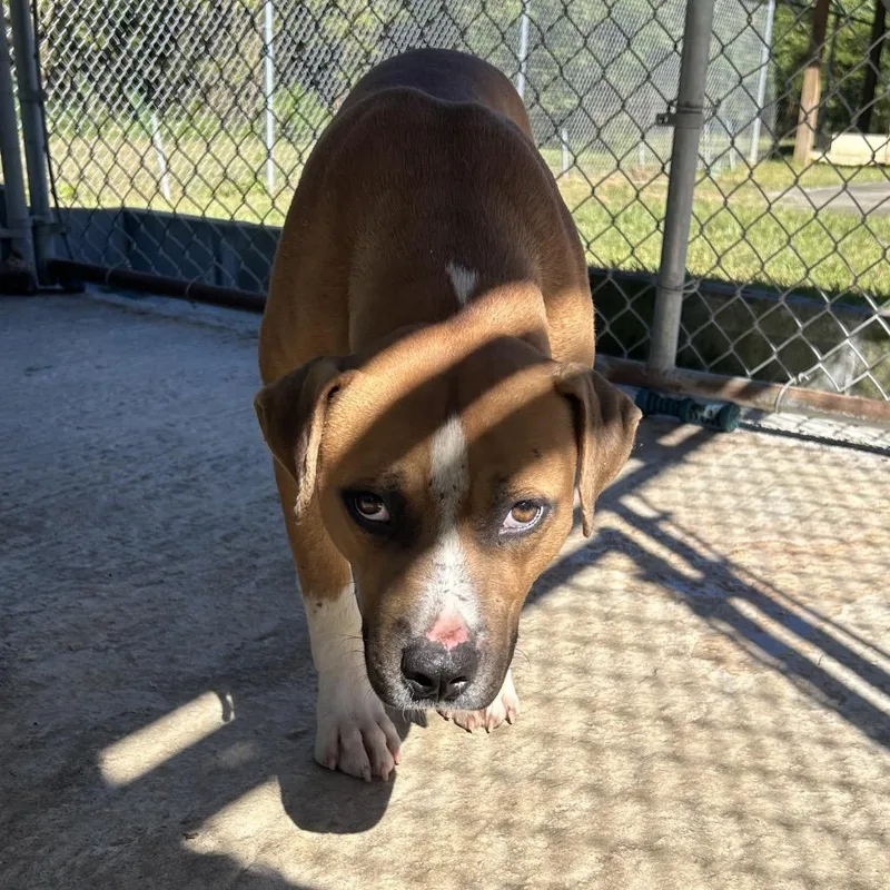 An adult medium-sized male Mixed Breed dog named Noodle for adoption in Lyons, GA