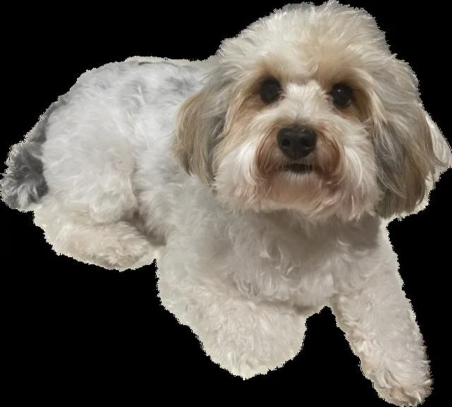 Tobby Love
