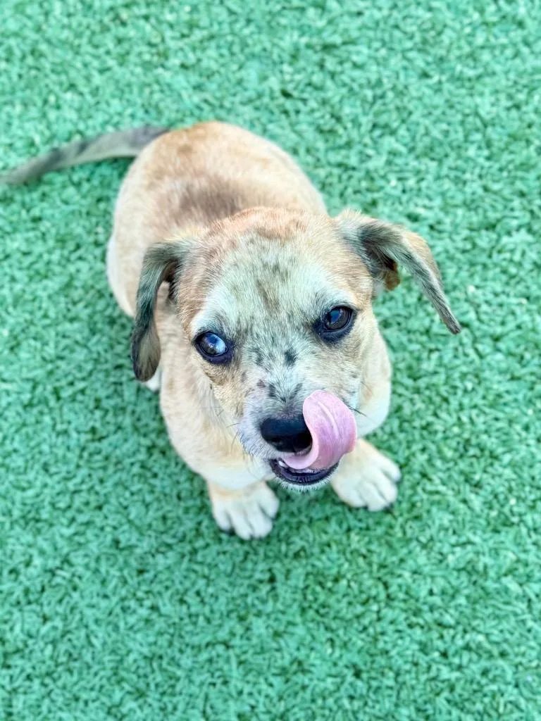A baby medium-sized female Wirehaired Terrier dog named Zazzy for adoption in Cape Coral, FL