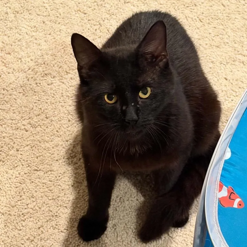 An adult large-sized male Black Domestic Short Hair cat named Boo for adoption in Edwardsville, IL