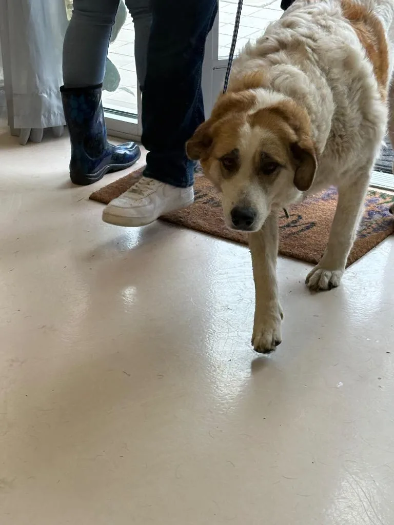 An adult large-sized female Great Pyrenees dog named Gal for adoption in Belton, TX