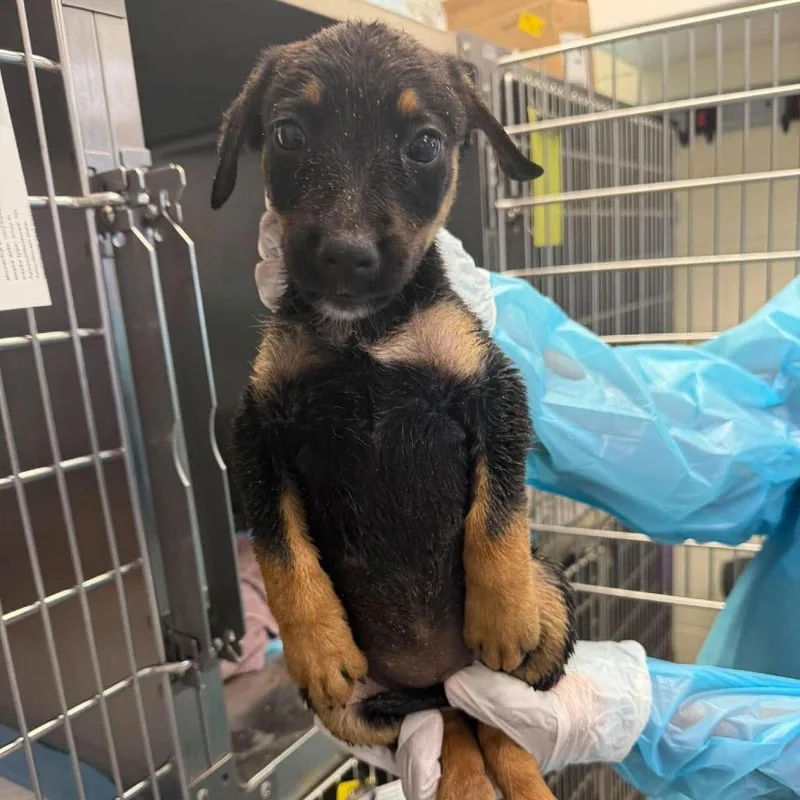 A baby small-sized female Australian Shepherd dog named Gina for adoption in Bastrop, TX