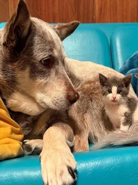 A baby small-sized female Domestic Short Hair cat named Cami for adoption in Martinez, CA