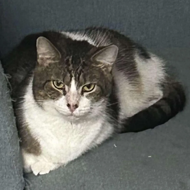 Mr. Arleen thumbnail 4