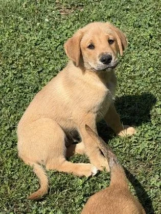 A baby large-sized male Labrador Retriever dog named Lochte for adoption in Malvern, PA