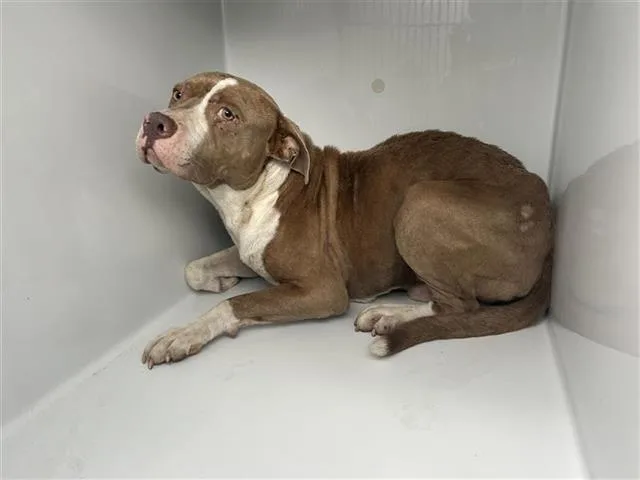 An adult medium-sized male Pit Bull Terrier dog named Bubba for adoption in Houston, TX
