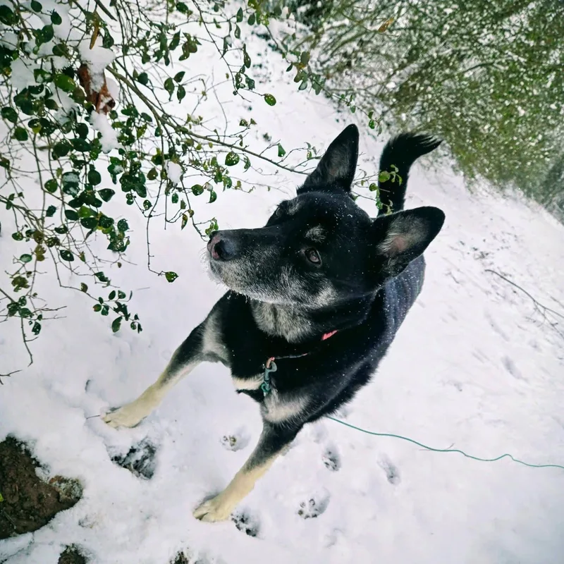 Mochi Renee  A thumbnail 2