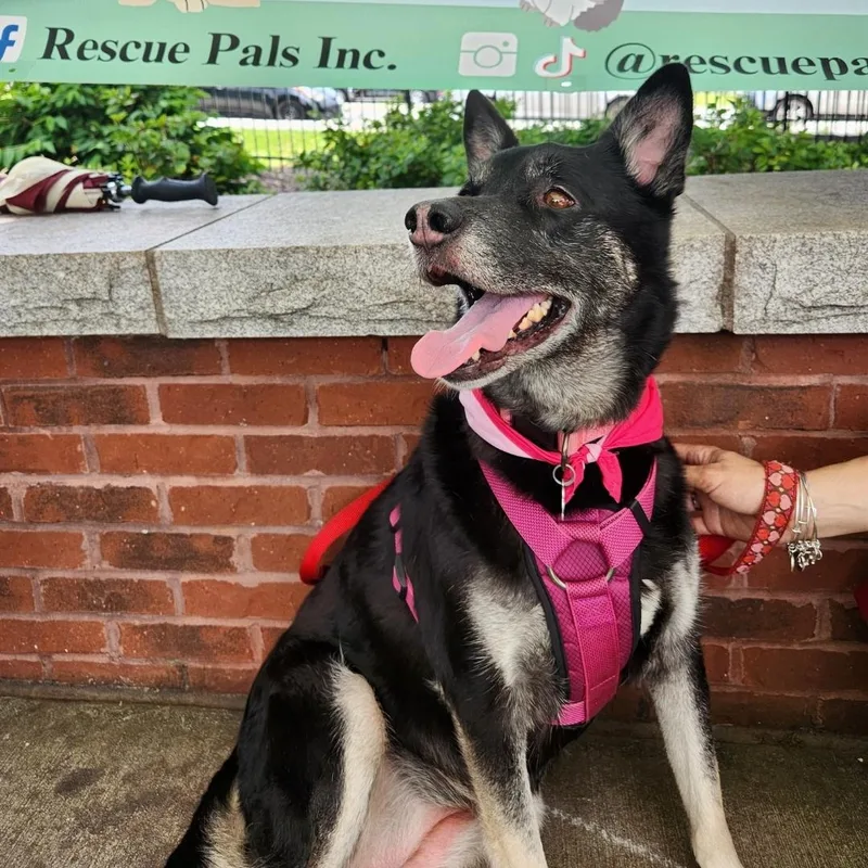 Mochi Renee  A thumbnail 3