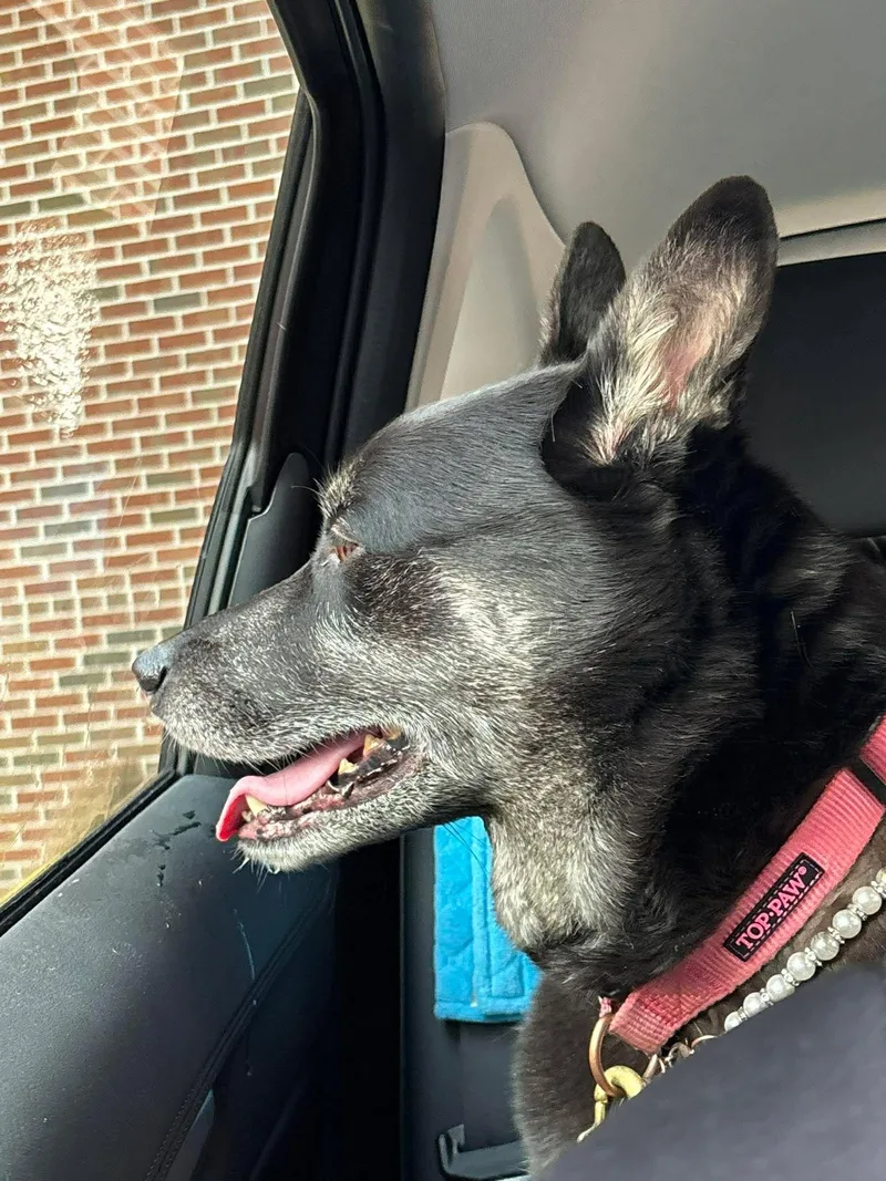 Mochi Renee  A thumbnail 4