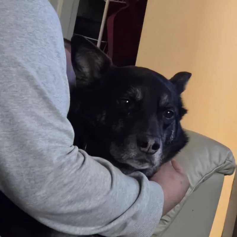 Mochi Renee  A thumbnail 5