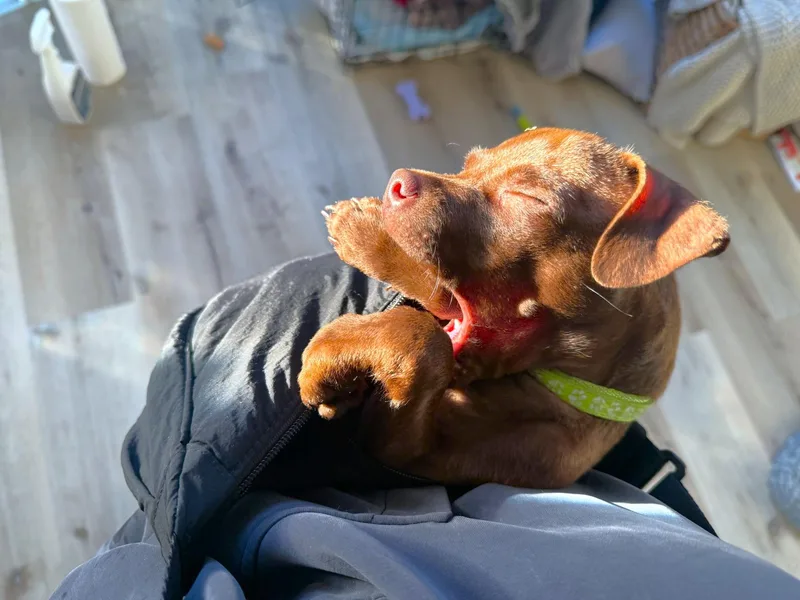 A baby small-sized male Brown / Chocolate Chihuahua dog named Caramel for adoption in West Hollywood, CA