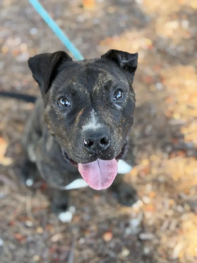 A young medium-sized male Pit Bull Terrier dog named Alfie for adoption in Santa Barbara, CA