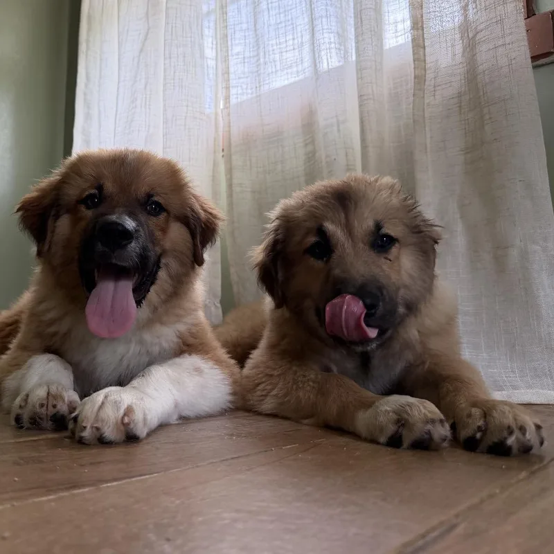 A baby extra large-sized female Brown / Chocolate Caucasian Sheepdog / Caucasian Ovtcharka dog named Anna for adoption in Medford, NJ