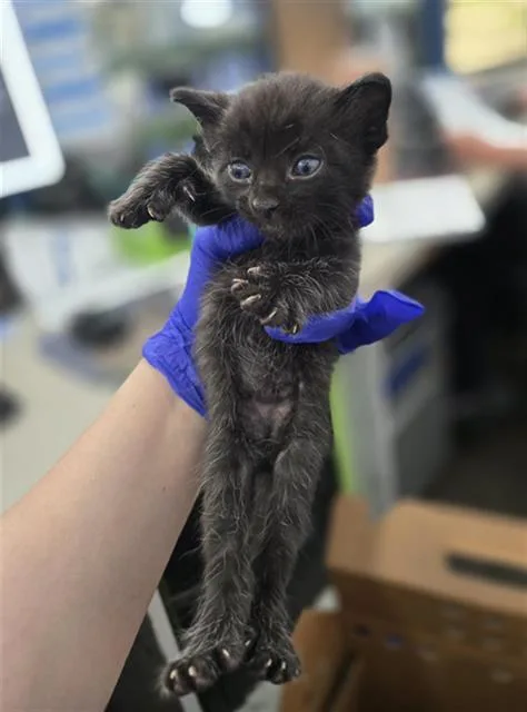 A baby medium-sized male Domestic Short Hair cat named Zain for adoption in Dallas, TX