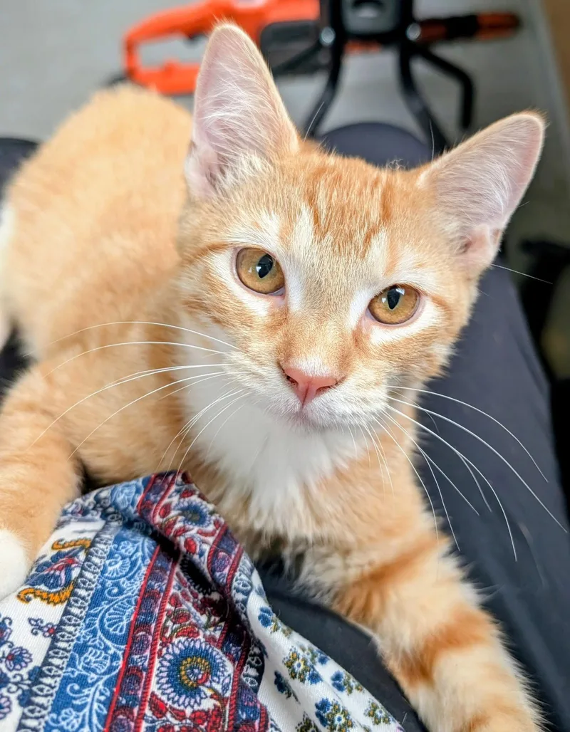 A baby medium-sized male Orange & White Domestic Short Hair cat named Garfield for adoption in Kansas City, MO