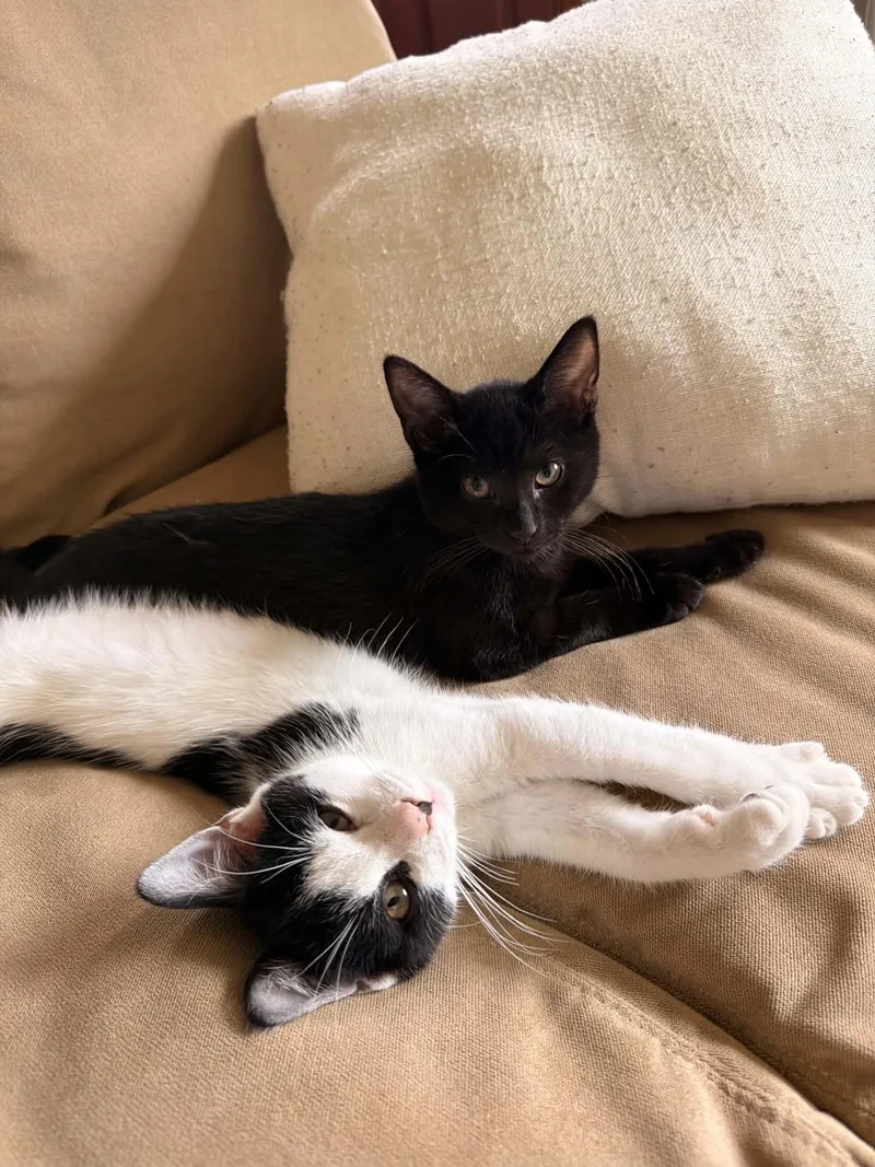 A young medium-sized male Domestic Short Hair cat named Ace and Luffy for adoption in Belchertown, MA