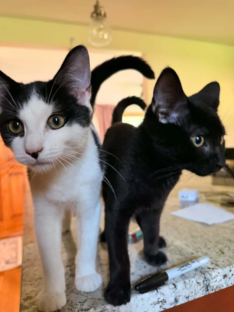 Ace and Luffy thumbnail 3