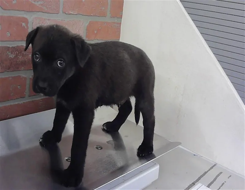 A baby small-sized male Labrador Retriever dog named Mike for adoption in Houston, TX
