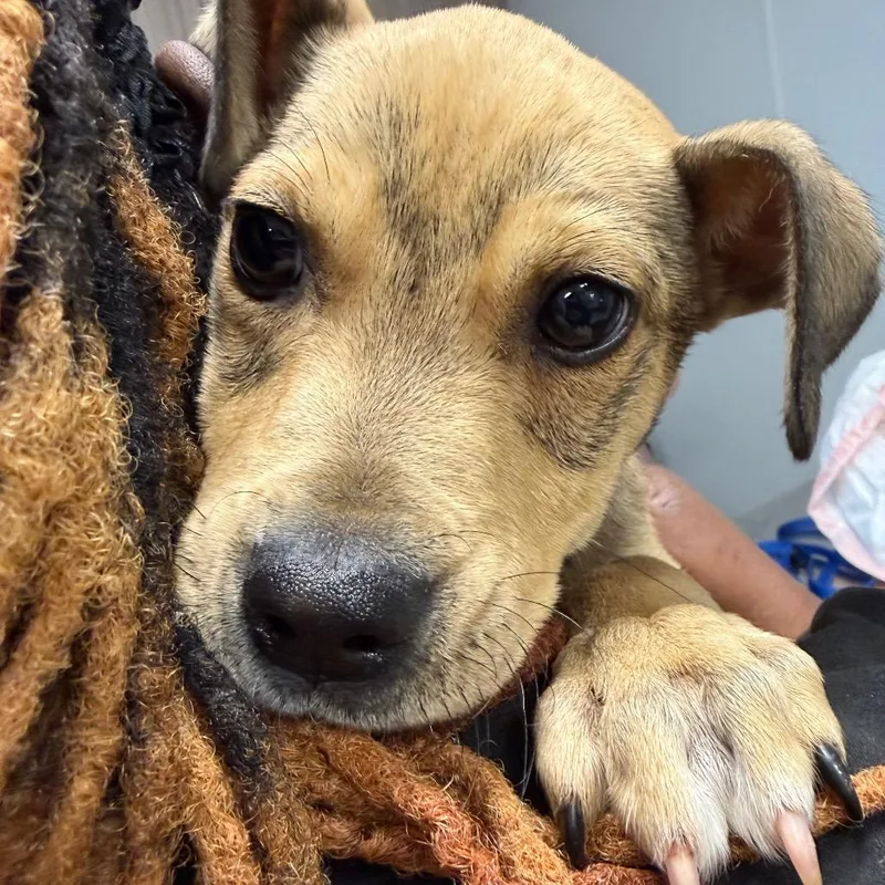 A young small-sized female Pit Bull Terrier dog named Brown Sugar for adoption in Horn Lake, MS