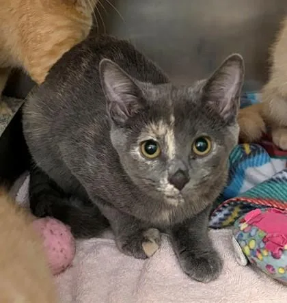 A baby small-sized female Domestic Short Hair cat named Ocean for adoption in Baraboo, WI