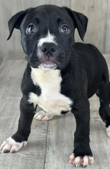 An adult small-sized male Terrier dog named Anchor for adoption in Shreveport, LA