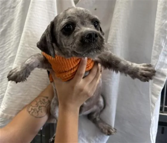 A baby small-sized male Schnauzer dog named Blue Cheese for adoption in San Bernardino, CA