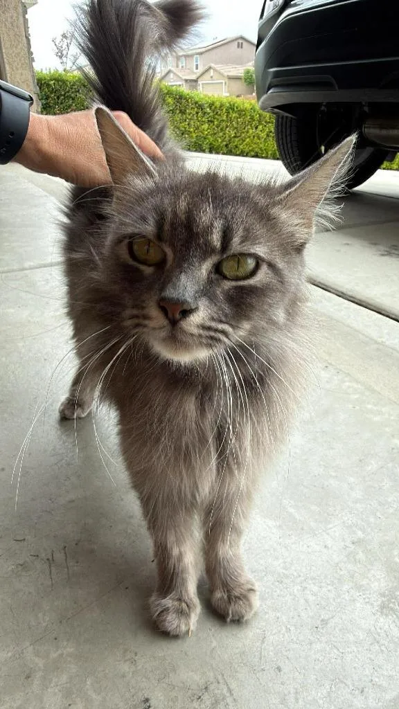 A young small-sized female Domestic Long Hair cat named Mama Cleo for adoption in Thousand Oaks, CA