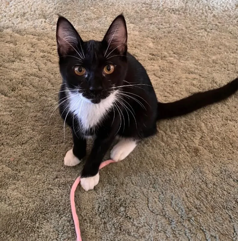An adult medium-sized female Black Domestic Short Hair cat named Katia for adoption in North Babylon, NY