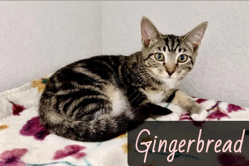 A young medium-sized female Black & White / Tuxedo Domestic Short Hair cat named Gingerbread for adoption in Englewood, FL