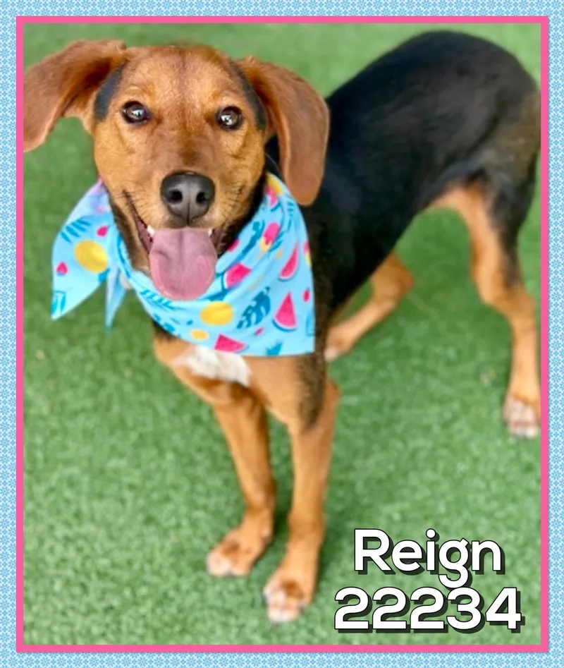 Reign