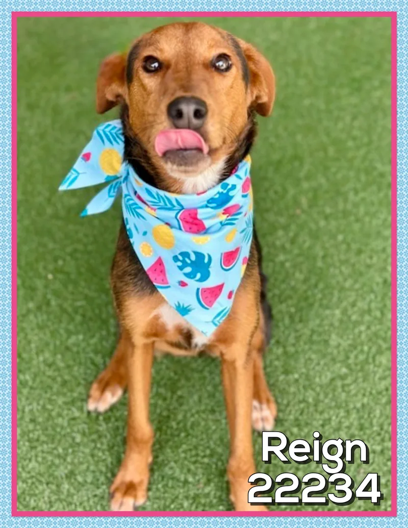 Reign thumbnail 2