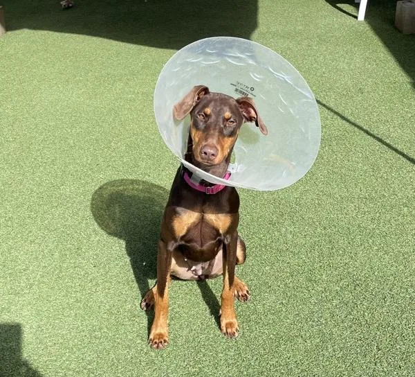 An adult large-sized female Doberman Pinscher dog named Rosi for adoption in El Cajon, CA
