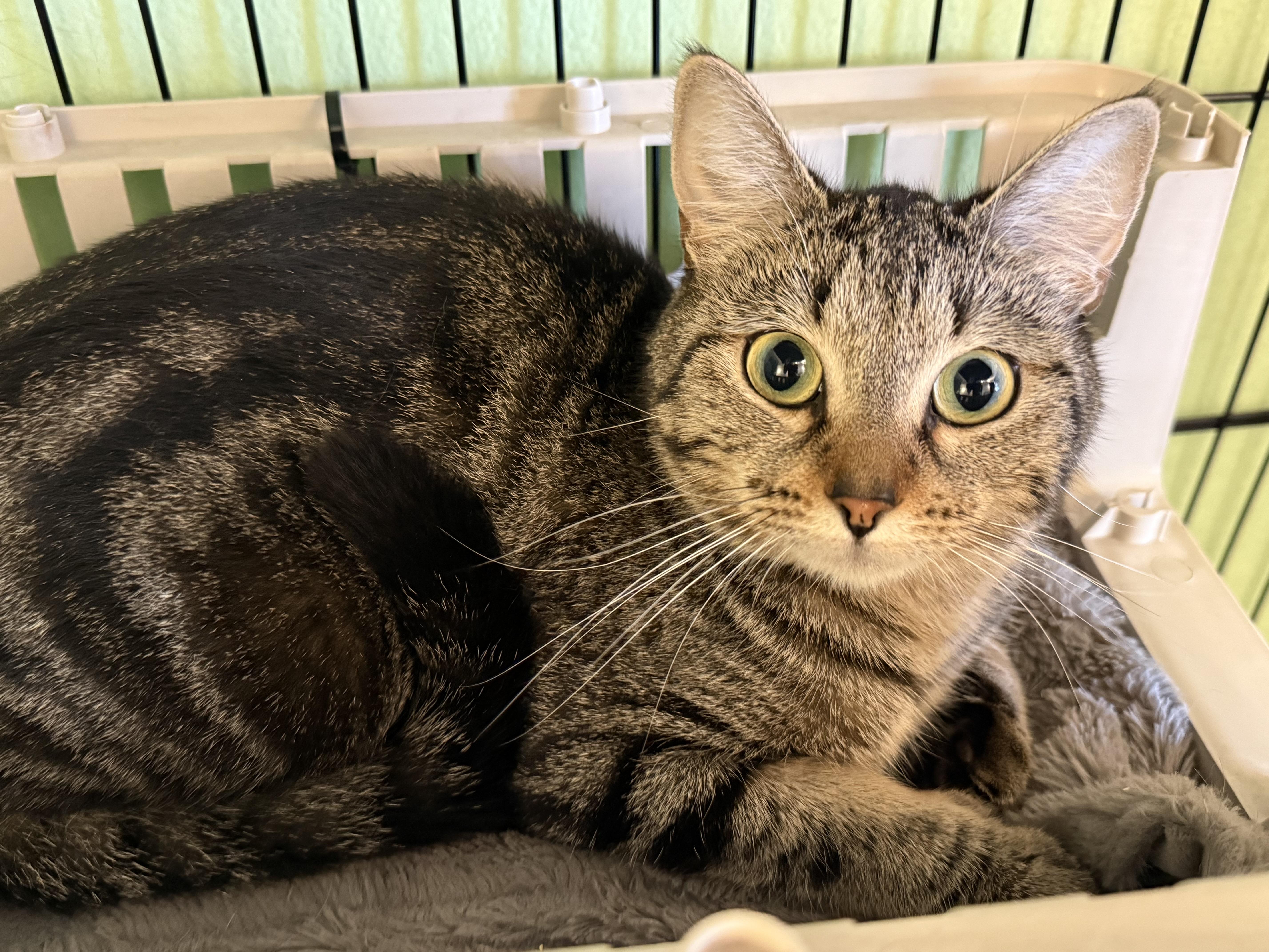 A young medium-sized female Tabby (Brown / Chocolate) Tabby cat named Bug for adoption in Minneapolis, MN