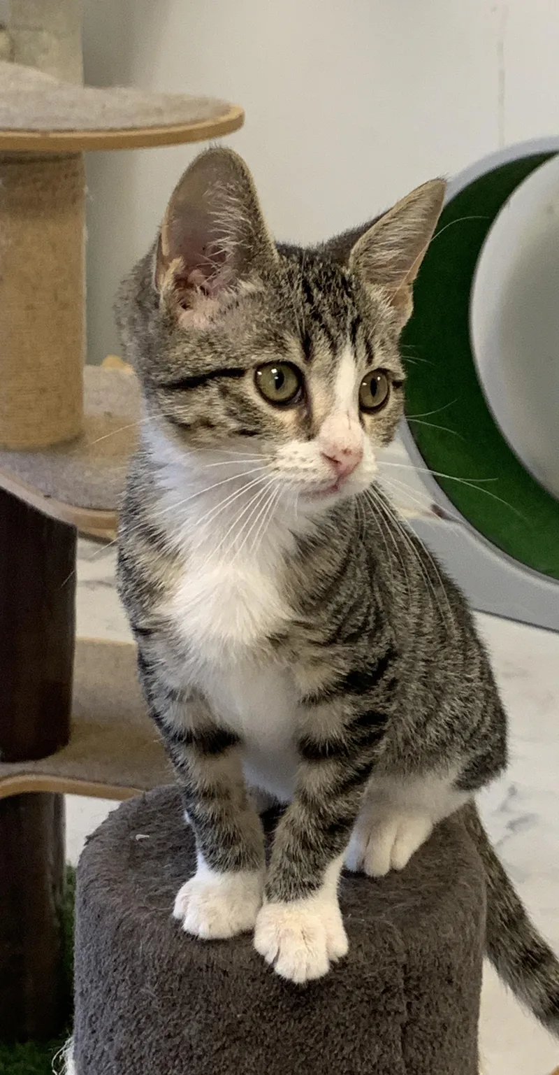 A young medium-sized male Tabby (Brown / Chocolate) Domestic Short Hair cat named Dream for adoption in Saint Charles, MO