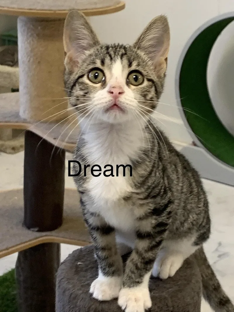 Dream thumbnail 2