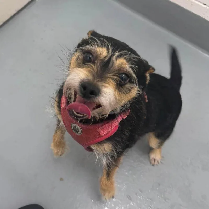 An adult small-sized female Black Yorkshire Terrier dog named Bella for adoption in Martinsville, VA