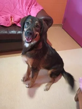An adult large-sized male Shepherd dog named Frodo for adoption in Cincinnati, OH