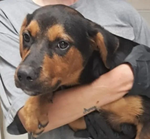 A baby medium-sized male Hound dog named Trigg for adoption in Hollister, MO