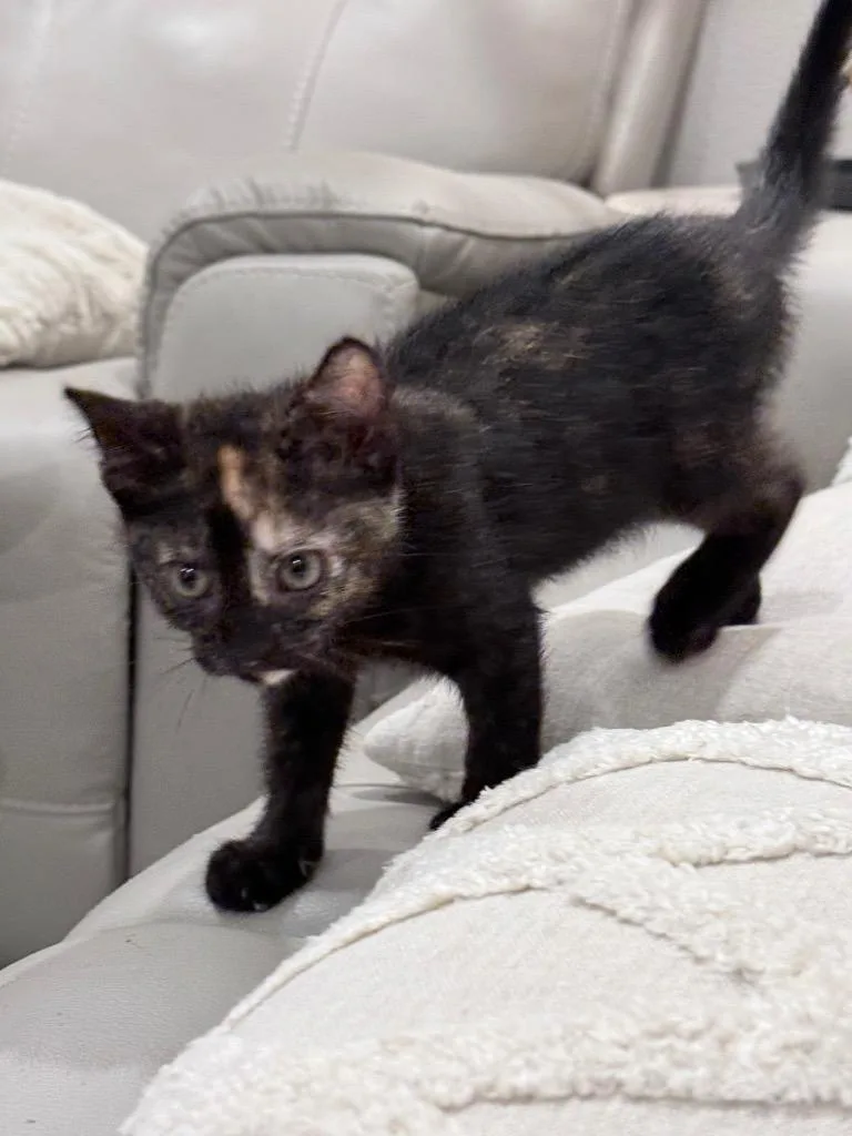 Eloise thumbnail 2