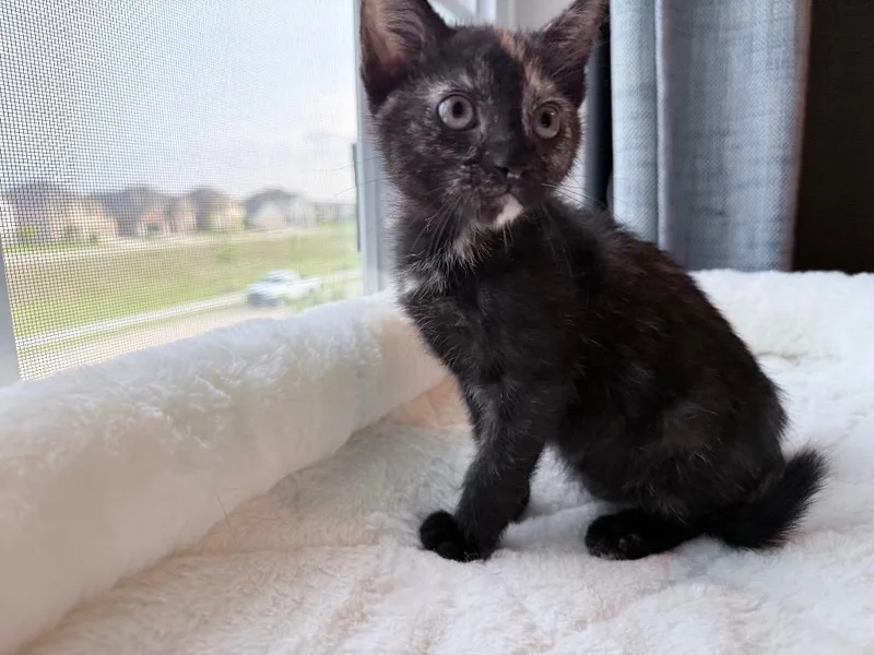 Eloise thumbnail 3