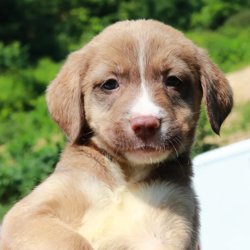 A baby medium-sized male Brown / Chocolate Labrador Retriever dog named CT Poker avail Aug for adoption in Eastford, CT
