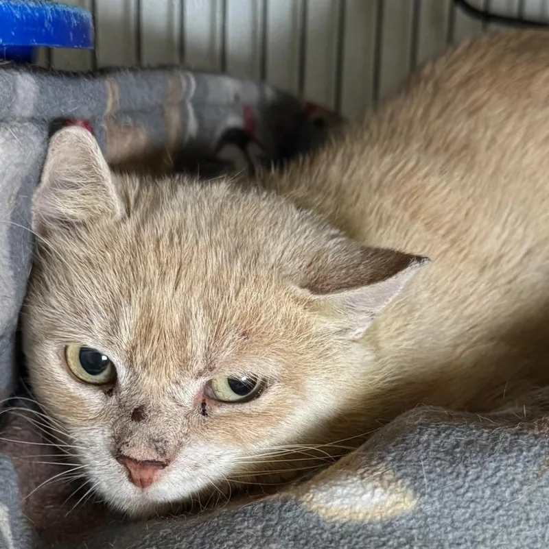 A young medium-sized male Domestic Short Hair cat named Lucky for adoption in Saginaw, MI