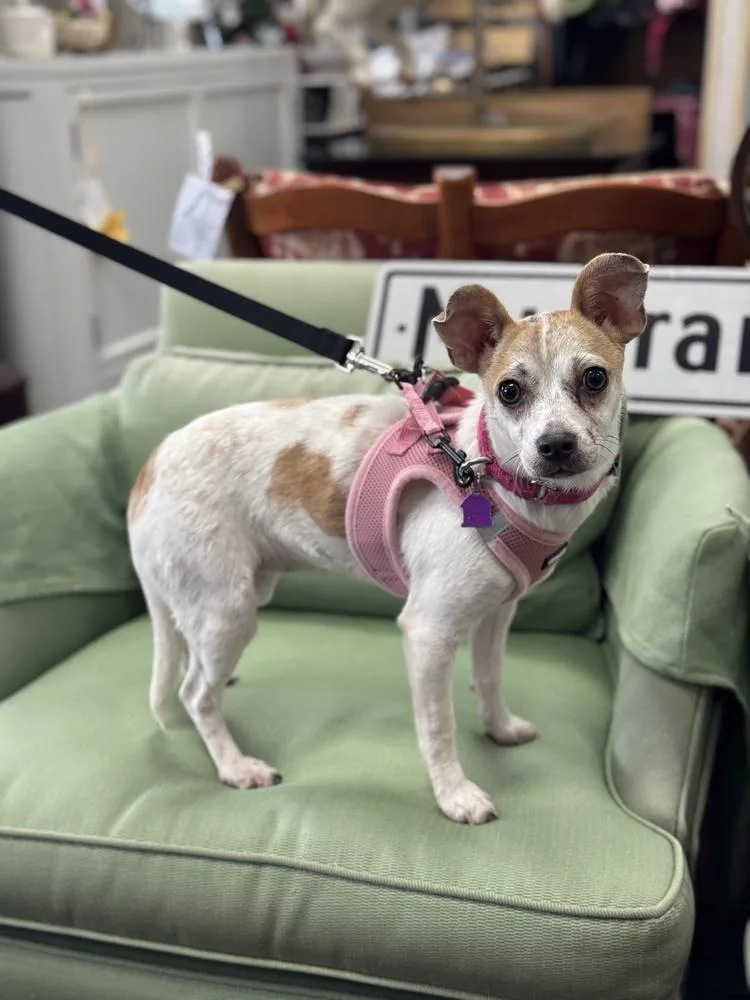 Shortbread thumbnail 2