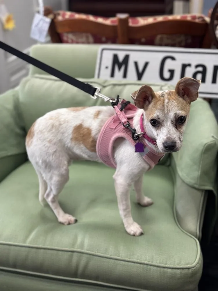 Shortbread thumbnail 3