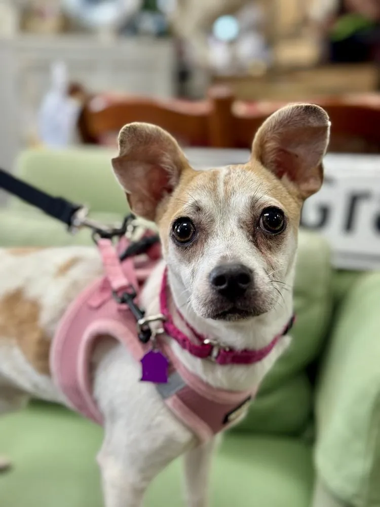 Shortbread thumbnail 4